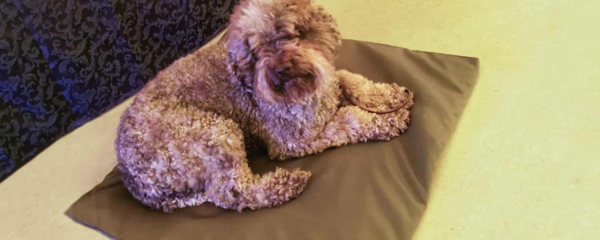 Lagotto su tappeto