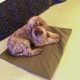 Lagotto su tappeto