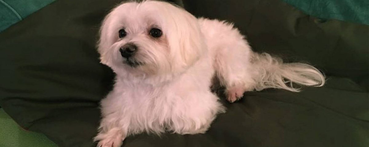 maltese