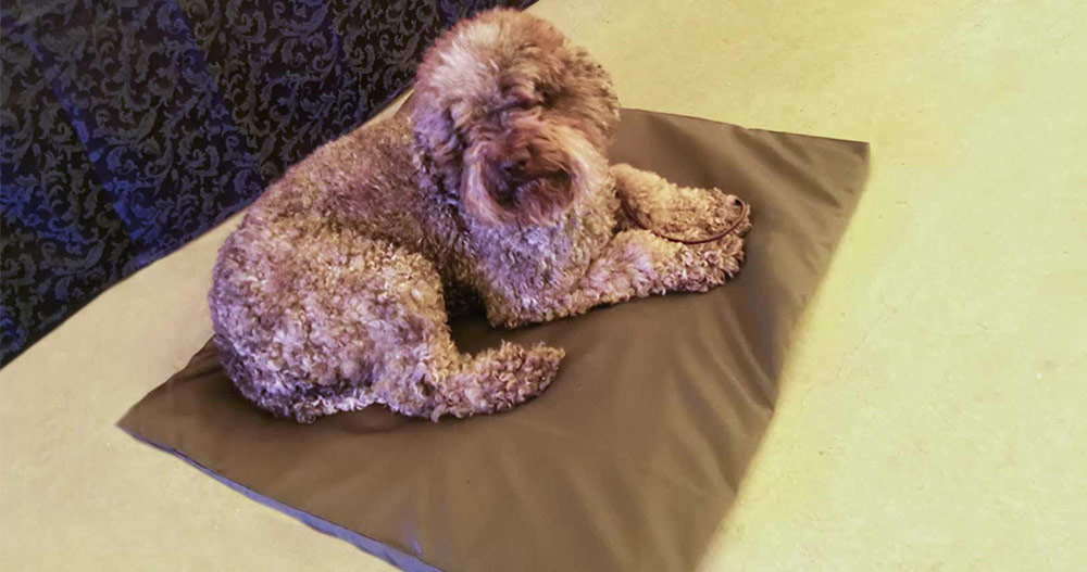 lagotto