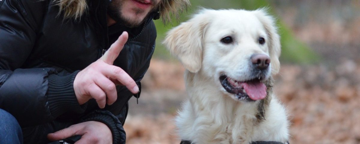 educare il cane