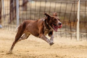 come costruire un recinto per cani