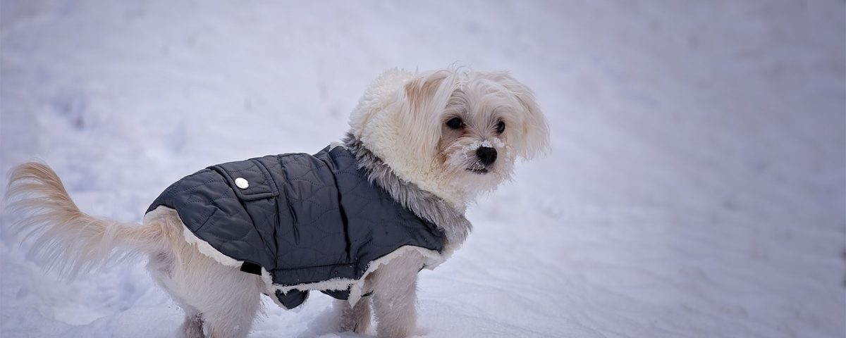 cappottino per cani