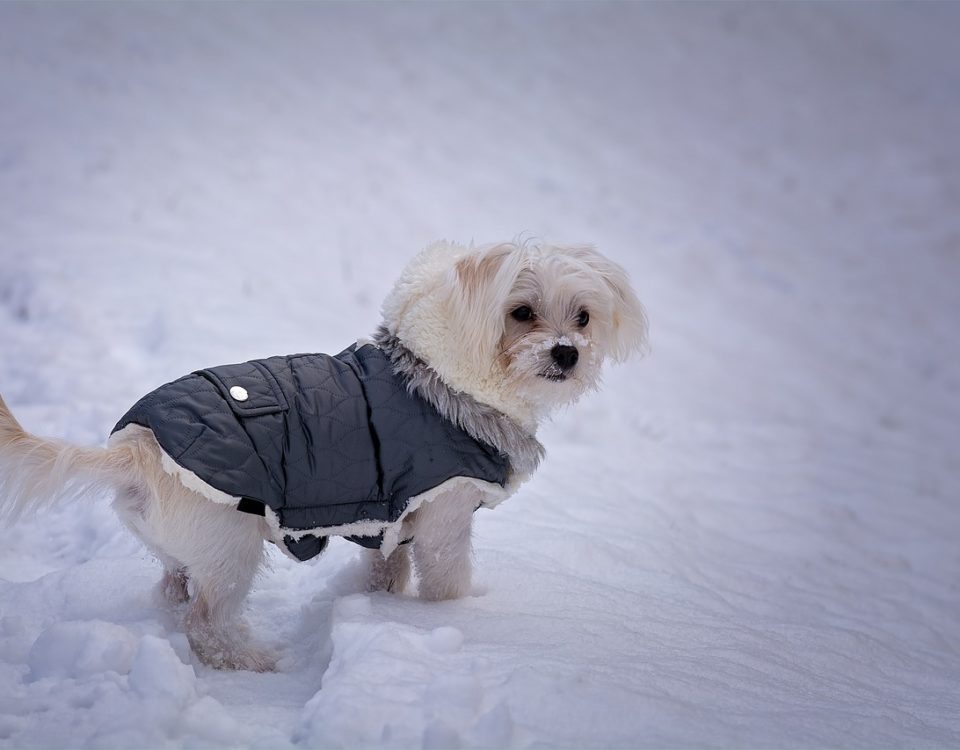 cappottino per cani