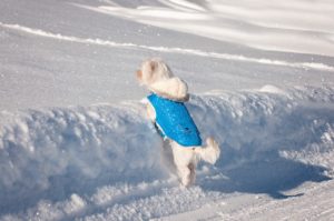 cappottino per cani