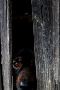 perché i cani hanno paura dei botti ?