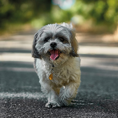 passeggiata con il cane