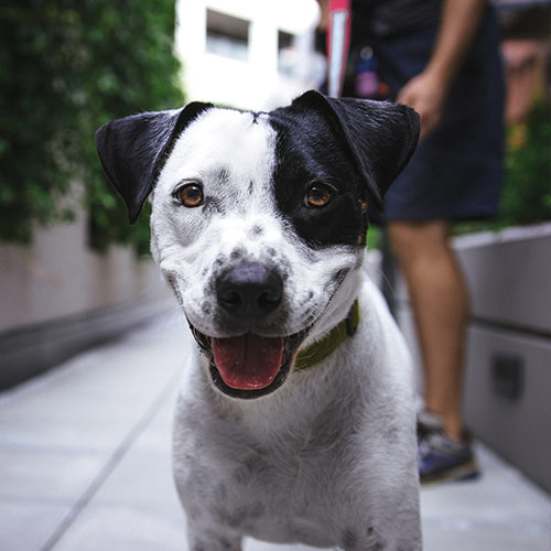 passeggiata con il cane