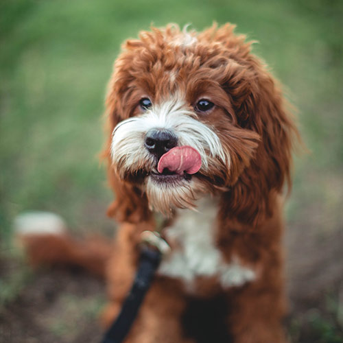 passeggiata con il cane