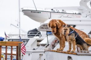 il cane in aereo