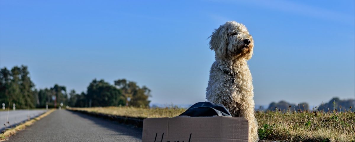 il cane in aereo