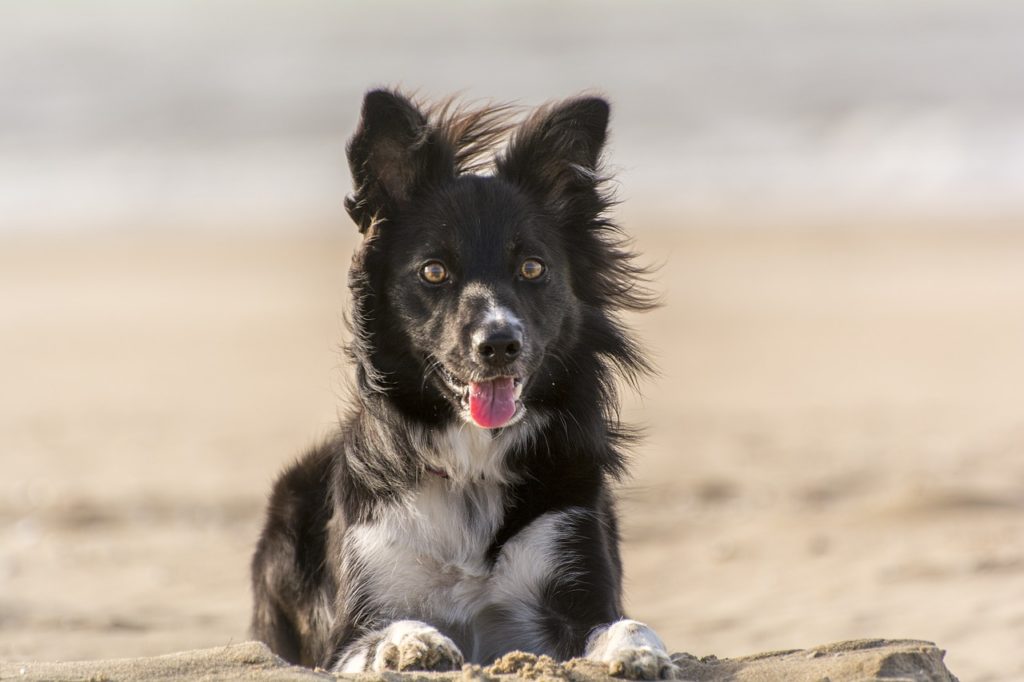 cane in spiaggia