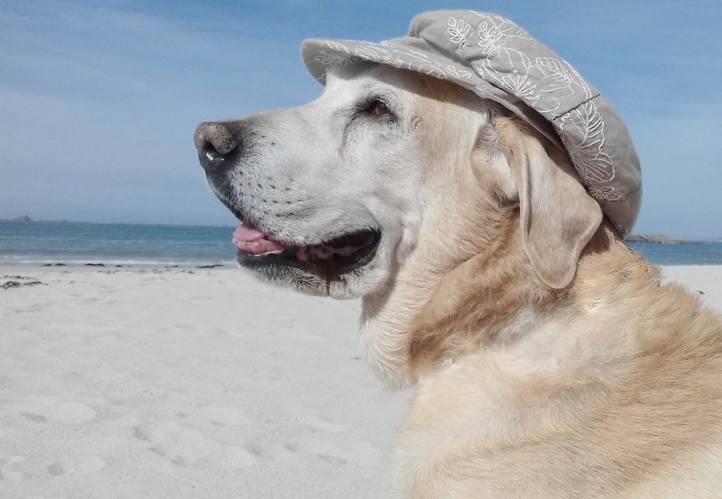 cane in spiaggia con cappello