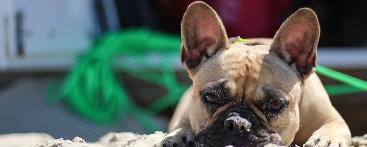 colpo di calore nel cane