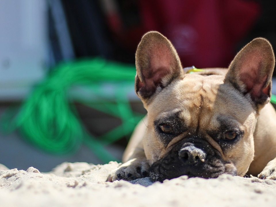 colpo di calore nel cane