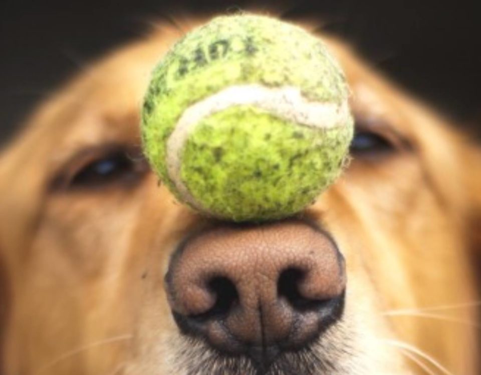 labrador con palla sul muso