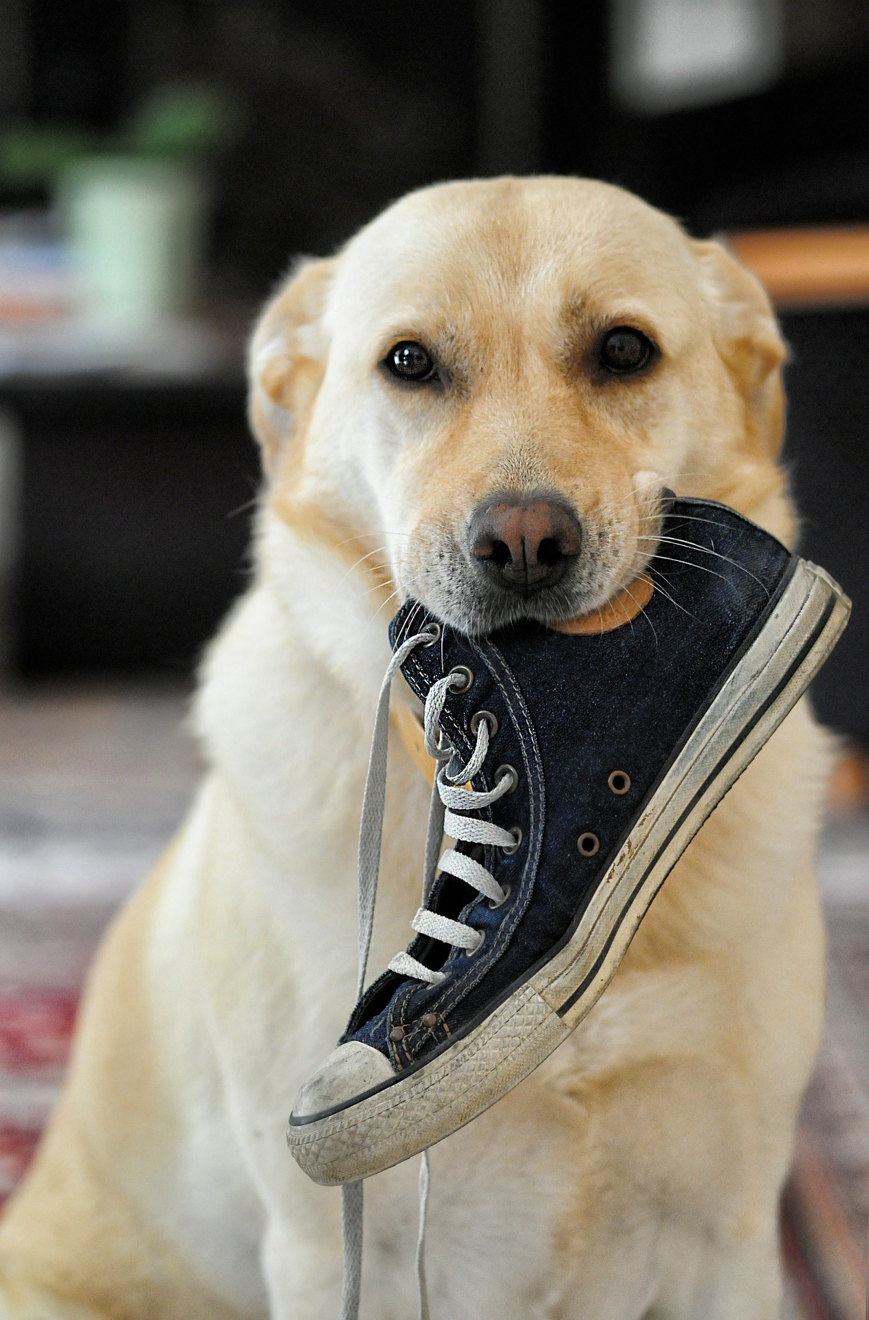 Labrador con scarpa in bocca