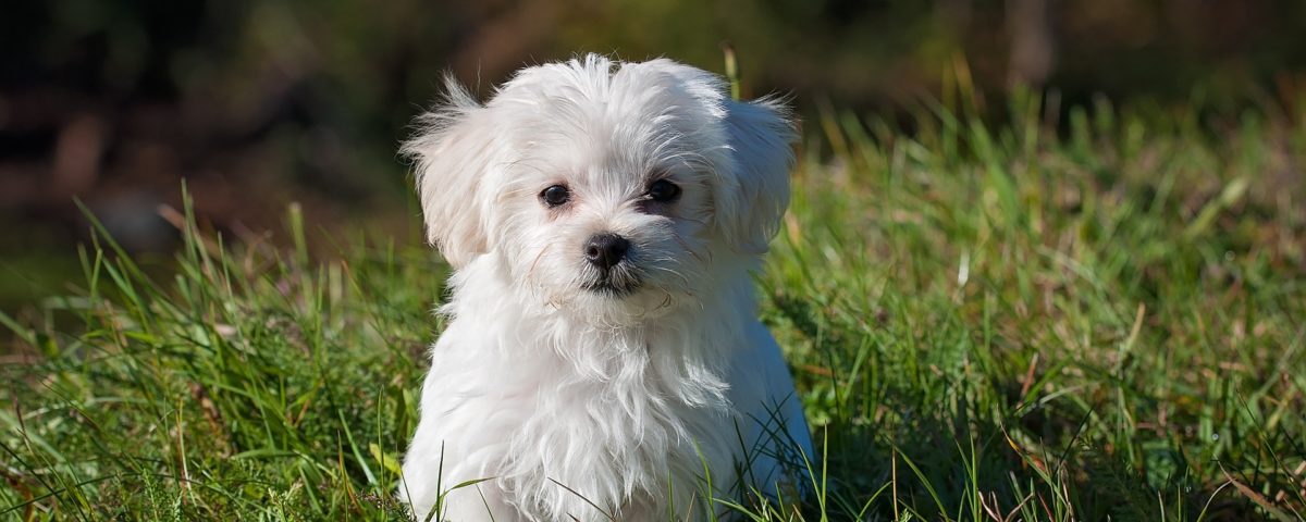 cane di piccola taglia