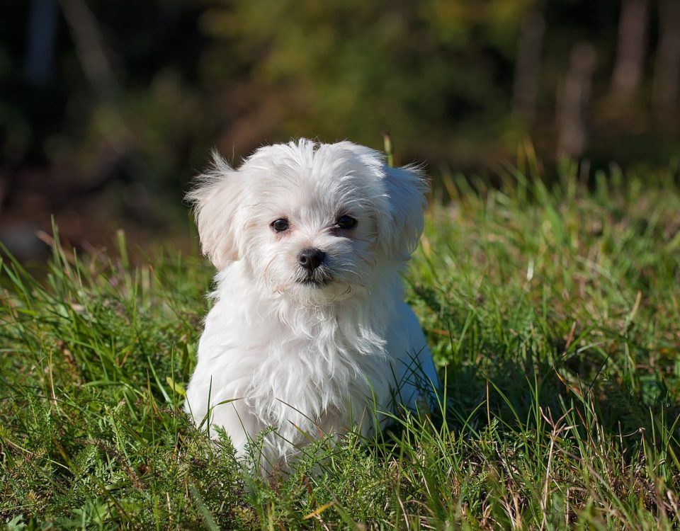 cane di piccola taglia