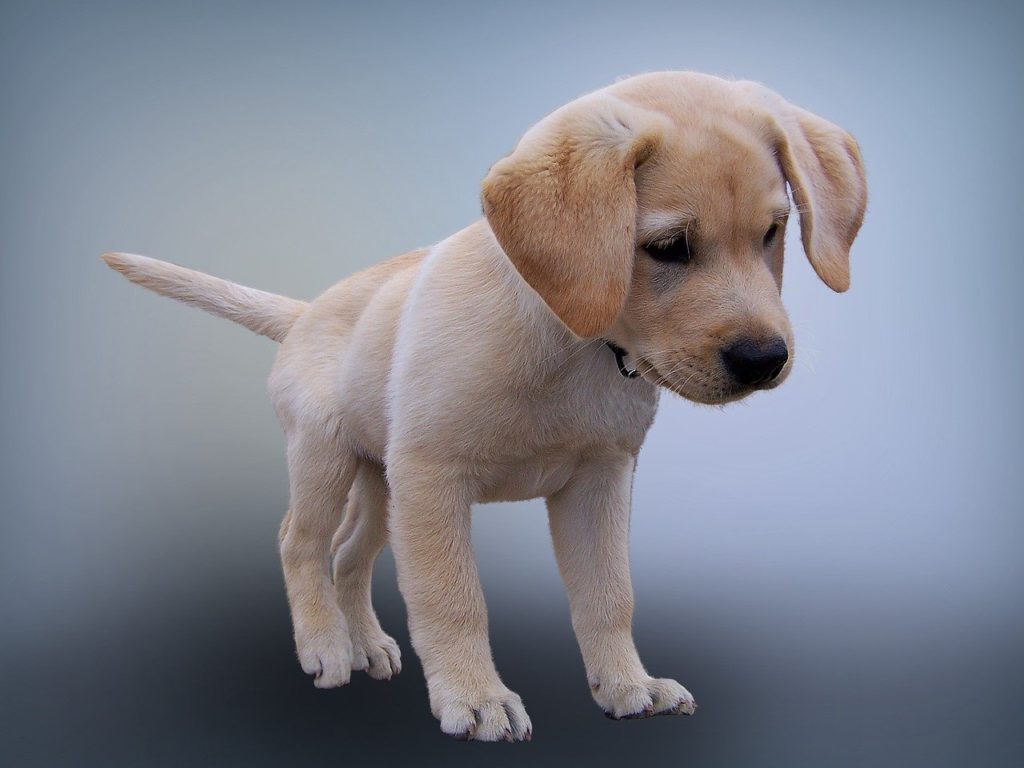 cucciolo di labrador in piedi