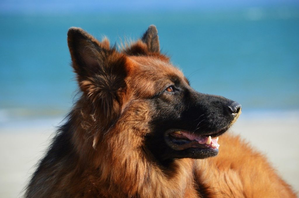 il cane pastore tedesco