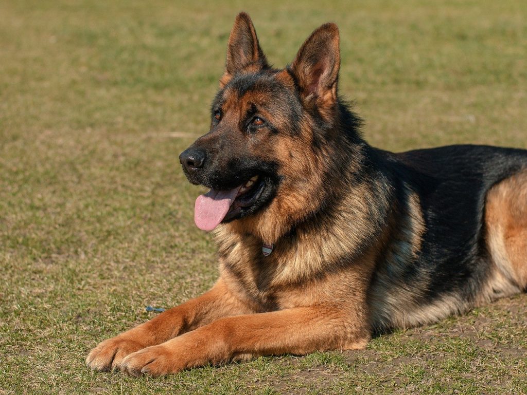 il cane pastore tedesco