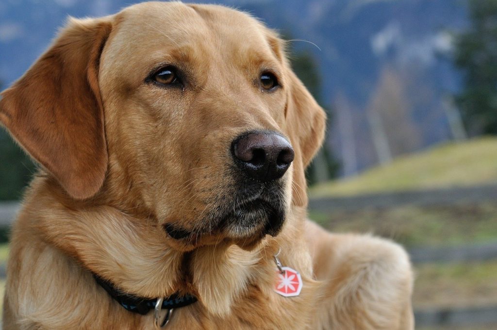 labrador con collare e medaglietta