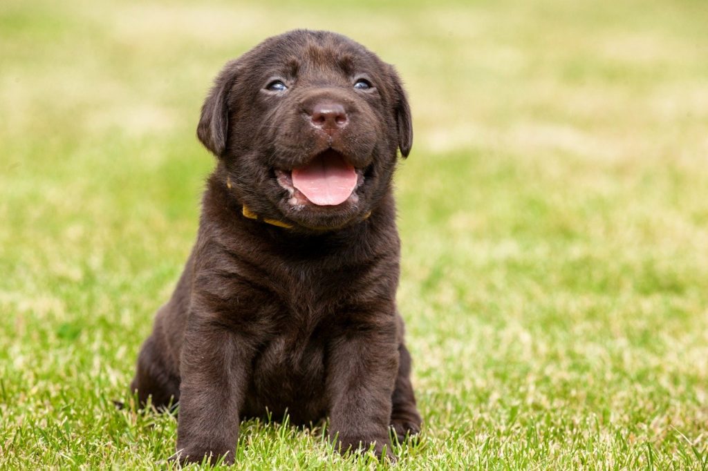 cucciolo di  labrador chocolate