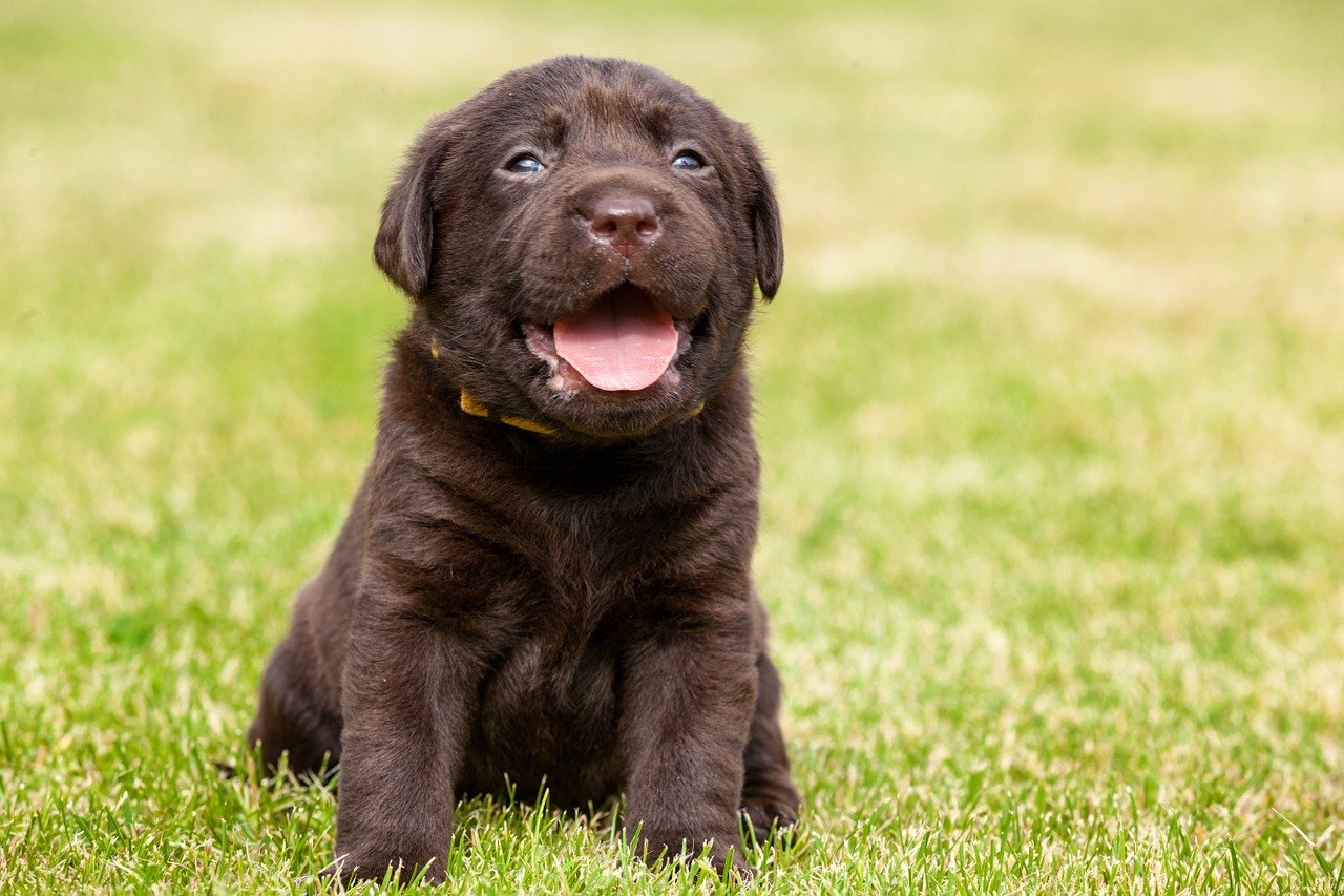 come-addestrare-un-labrador-un-tornado-di-gentilezza-happy-care