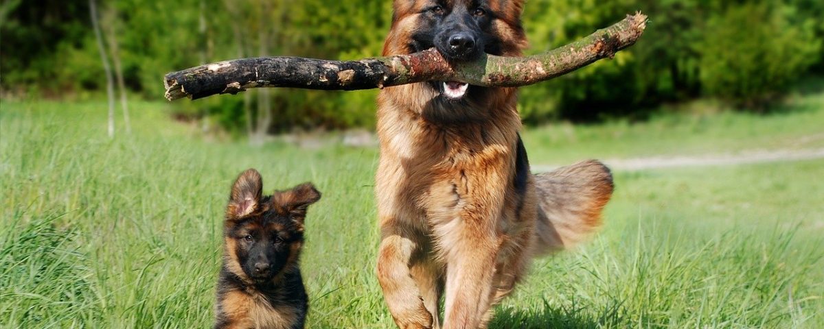 il cane pastore tedesco