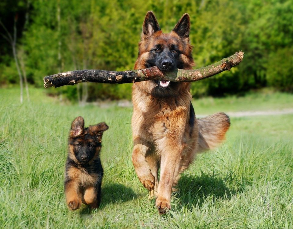 il cane pastore tedesco