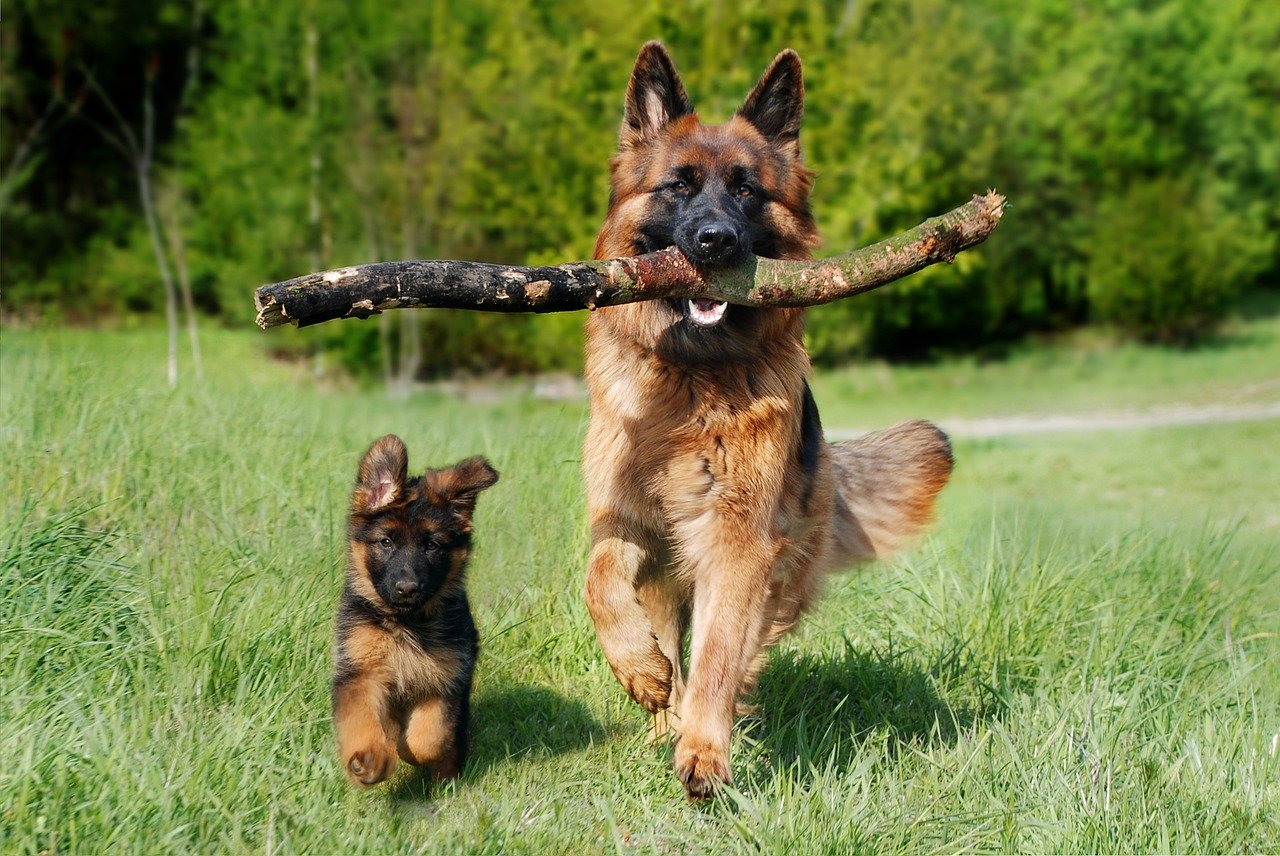 Il cane Pastore Tedesco un grande cane storico Happy Care